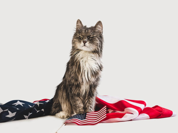 istock Cute kitten and American Flag. Studio photo shoot 1153252118