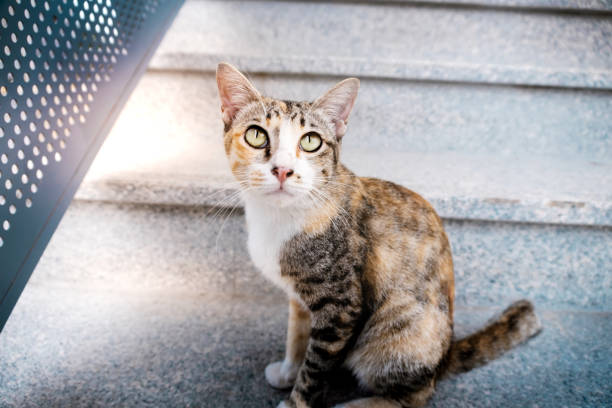 istock Stray Cat in the Urban. Brown Striped Cat 1153253053