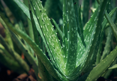 aloe vera plant closeup