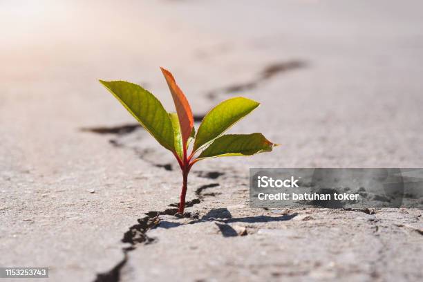 New Hope Stock Photo - Download Image Now - Concrete, Plant, Growth