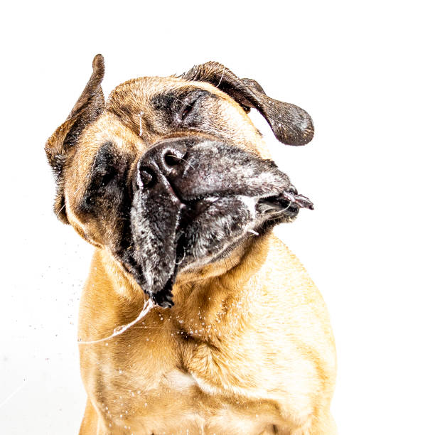 dog dog slobber head shake animal saliva stock pictures, royalty-free photos & images