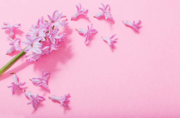istock pink hyacinth on pink paper background 1153254411