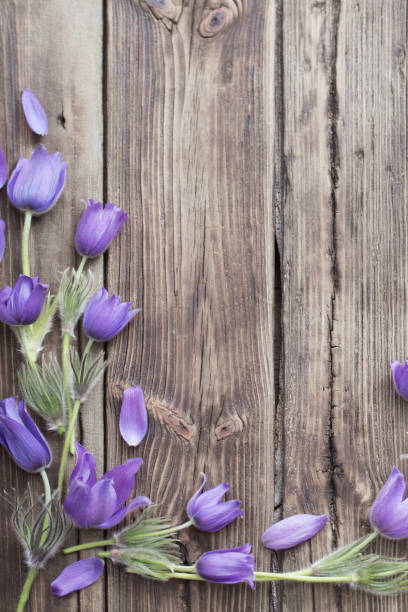 istock spring purple flowers on old wooden background 1153254417