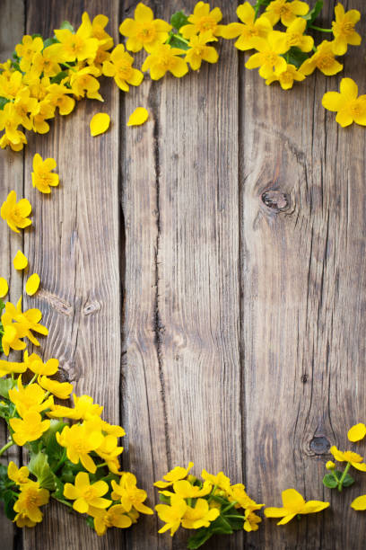 желтые весенние цветы на темном деревянном фоне - yellow wood anemone стоковые фото и изображения