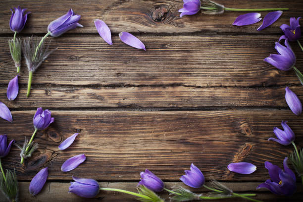 istock spring purple flowers on old wooden background 1153254450