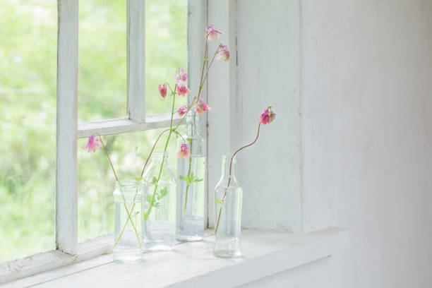 istock pink columbines in bottles on windowsill 1153254471