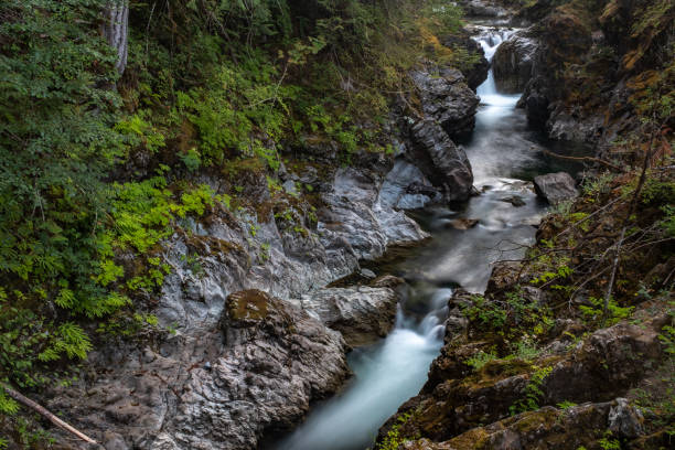 um aspecto da paisagem do rio de qualicum corre através do desfiladeiro estreito no parque provincial de little qualicum, console de vancôver, canadá que cria cachoeiras pequenas - vancouver green forest ravine - fotografias e filmes do acervo