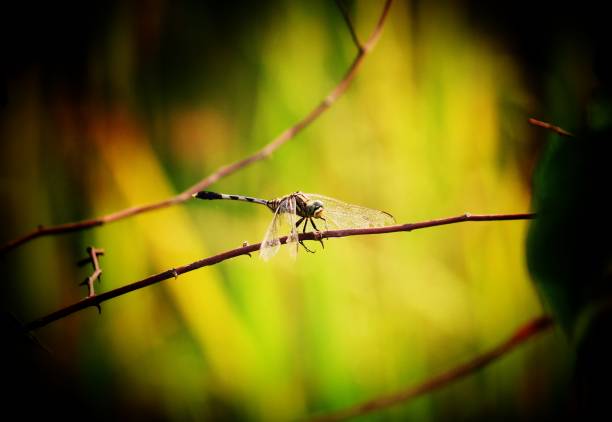 istock Magnificent dragonfly sitting Nature background 1153256462