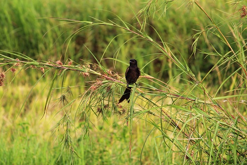 Black drongo bird sitting on tall grass with a beautiful green background