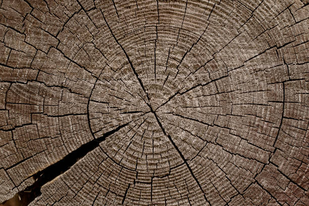istock Saw off the butt of an old log 1153257149