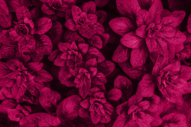 istock Bright pink leaves top view minimalistic background 1153257430