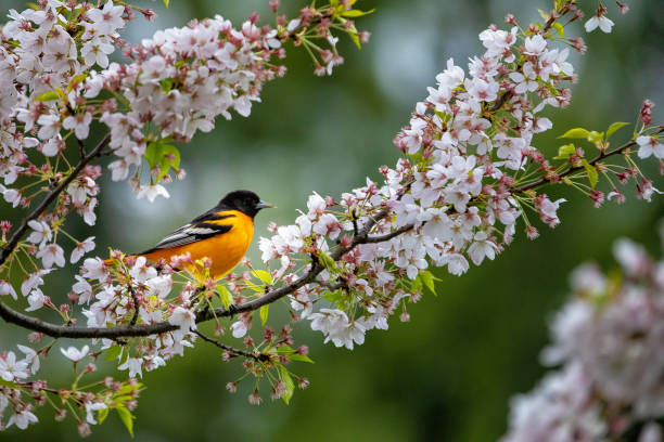 istock An orange bird in cherry blossom trees 1153257683