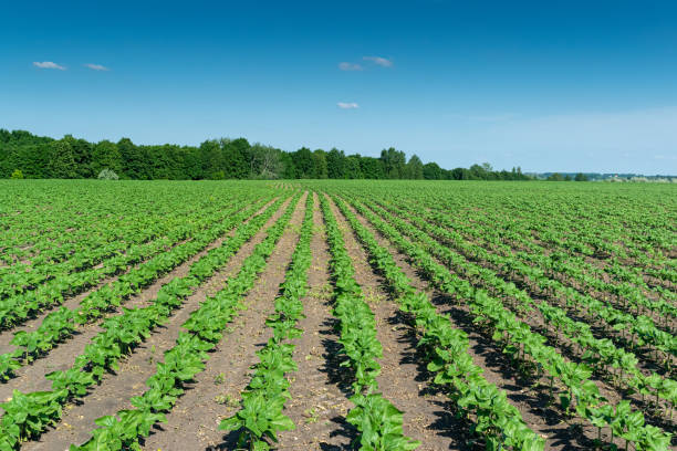 istock Sunflower plants on field 1153258896