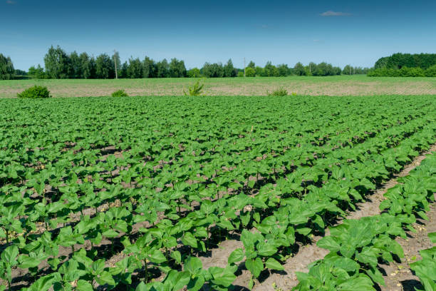 istock Sunflower plants on field 1153259630