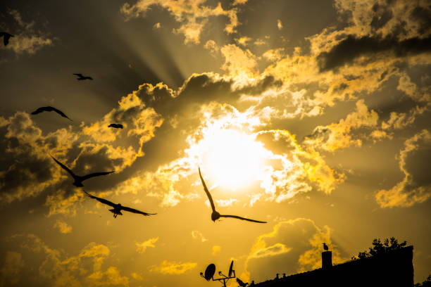 istock Beautiful sunset with clouds and seagulls flying above the roofs 1153260156