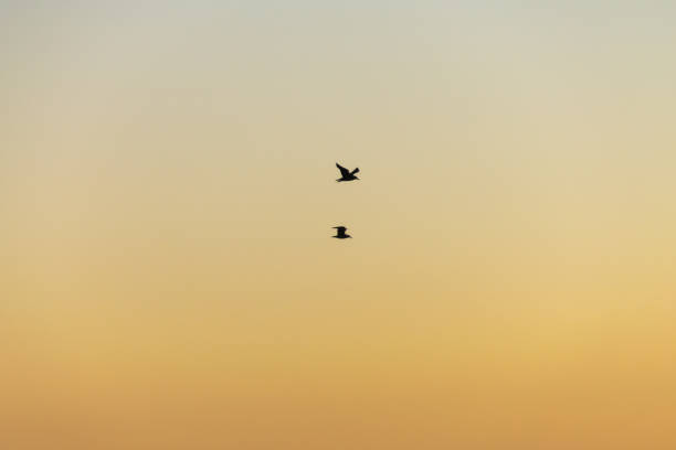 istock Silhouette of seagulls in flight at sunset 1153260241
