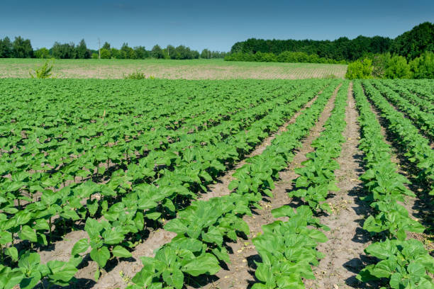 istock Sunflower plants on field 1153260339