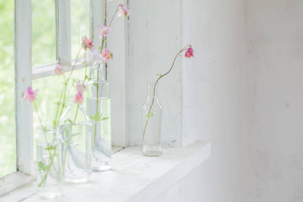 istock pink columbines in bottles on windowsill 1153261412