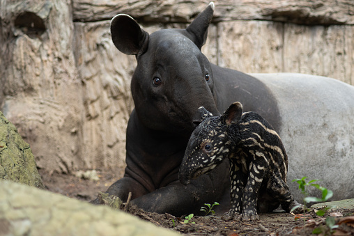 first hour of the birth of the tapir