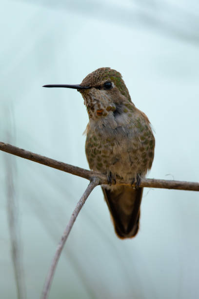istock Hummingbird, seen perched  in North California 1153261846
