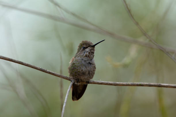 istock Hummingbird, seen perched  in North California 1153261926
