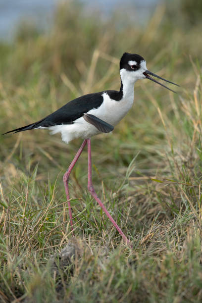 istock Black-necked stilt, seen in a North California marsh 1153261936