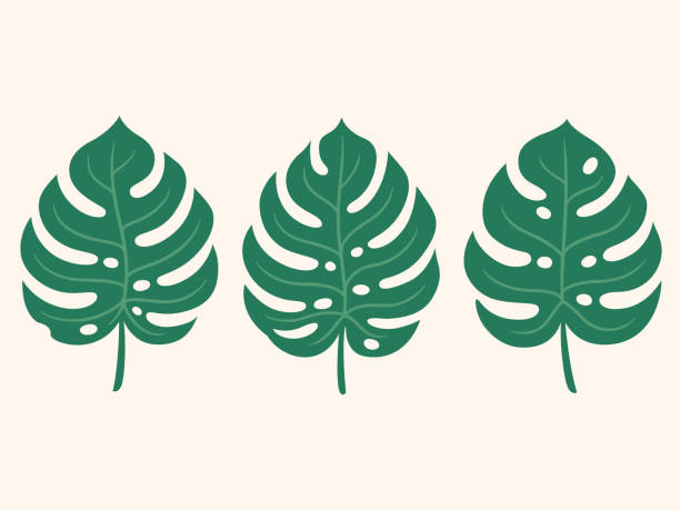 illustrations, cliparts, dessins animés et icônes de dessin de feuille de monstera - monstera