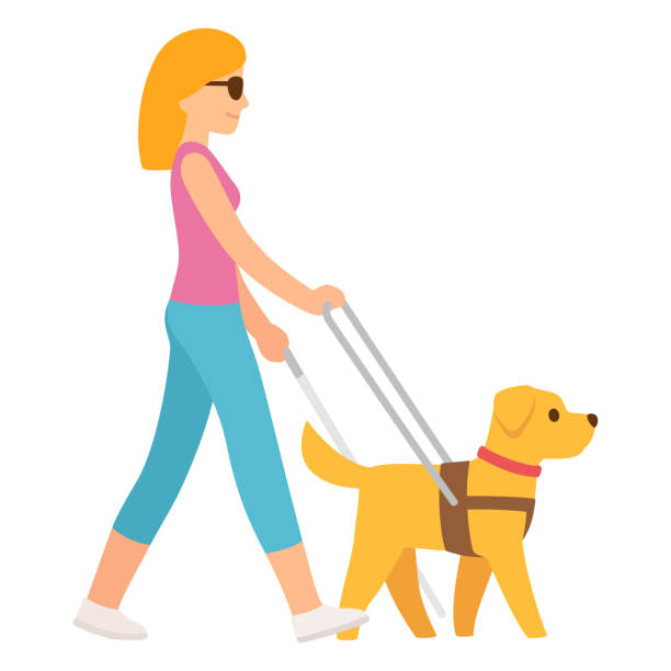 ilustrações de stock, clip art, desenhos animados e ícones de blind woman with guide dog - dog walking retriever golden retriever