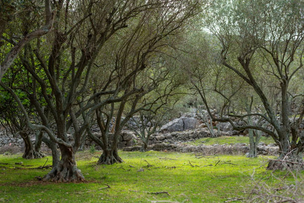 Olive grove and stone walls near the city of Cres, Croatia