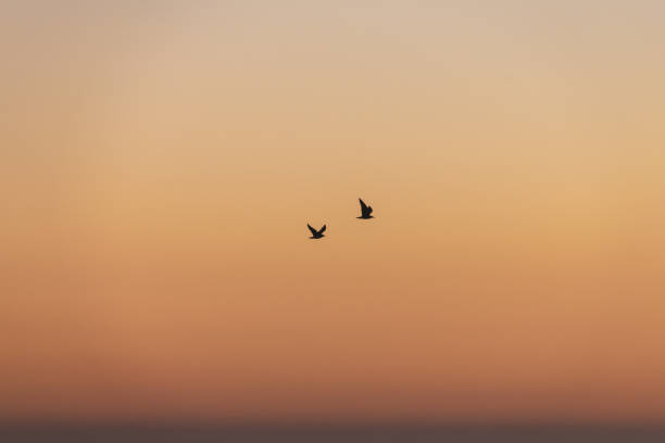 istock Silhouette of seagulls in flight at sunset 1153263639