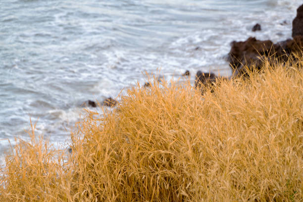 getrocknetes gras am atlantikrand - beach boardwalk grass marram grass stock-fotos und bilder