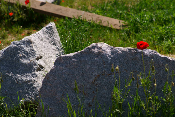 istock Poppy blossom on granite rock 1153264333