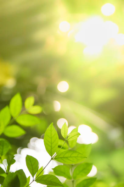 istock Close up of nature view green leaf on blurred greenery background under sunlight with copy space using as background natural plants landscape, ecology wallpaper concept. 1153264450