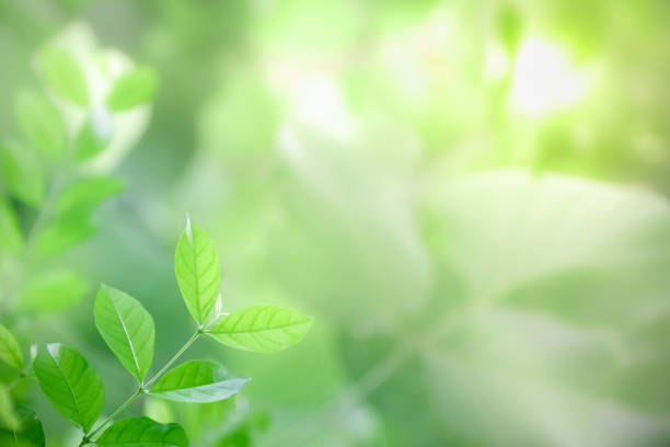 istock Close up of nature view green leaf on blurred greenery background under sunlight with copy space using as background natural plants landscape, ecology wallpaper concept. 1153264462