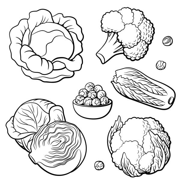 ilustraciones, imágenes clip art, dibujos animados e iconos de stock de conjunto de verduras. col, brócoli, coliflor, col china y coles de bruselas - cauliflower vegetable white isolated