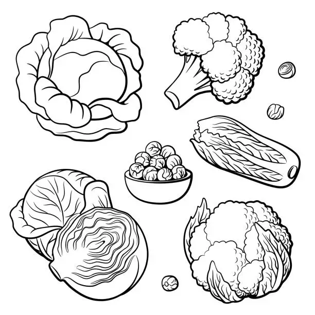 Vector illustration of Set of vegetables. Cabbage, broccoli, cauliflower, Chinese cabbage and Brussels sprouts