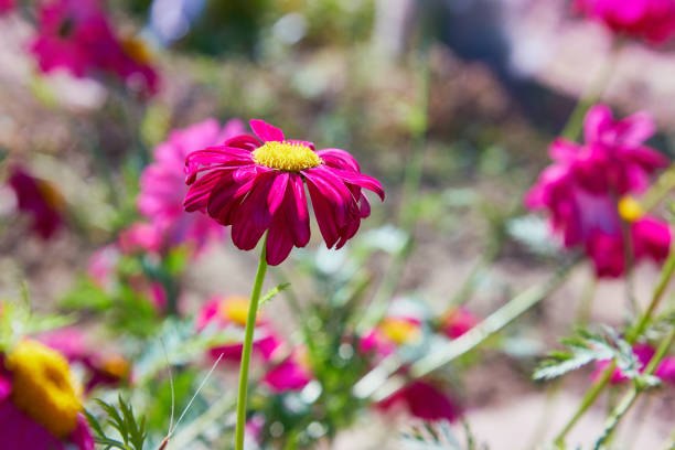 Macro photography. Pink Daisy flower. The pink Pyrethrum, or Persian Daisy (lat. Pyrethrum roseum) in the garden close-up