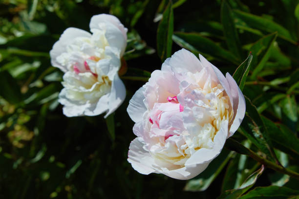 istock White peonies in the garden 1153266655