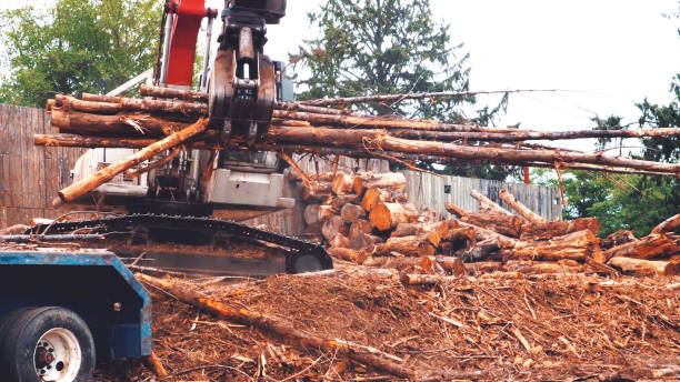 istock swing loader stacks fresh logs onto a log truck, Shovel Logger, loading logs, a log loader forestry machine 1153266687