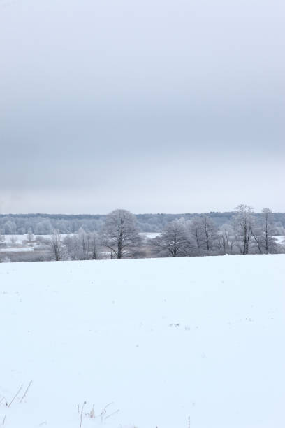 istock Winter scenery full of snow and trees. 1153269418