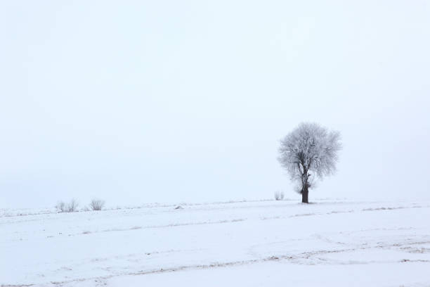 istock Winter scenery full of snow and trees. 1153269554