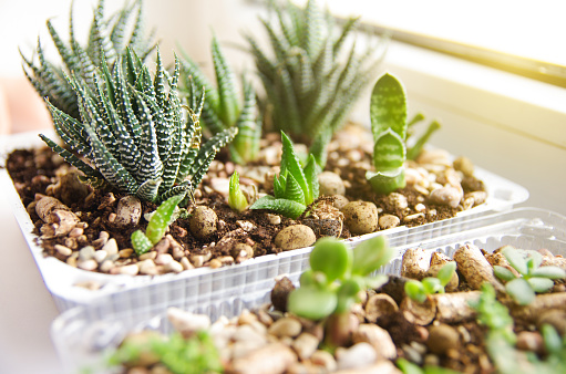 Green Seedling in a plastic container. Various green succulents, cacti and brunces of young leaves growing in stone and sandstone undercoat. Echeveria sprouts, succulents under sunlight.