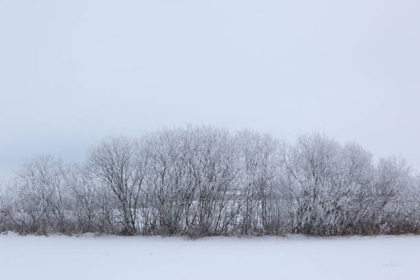 istock Winter scenery full of snow and trees. 1153269705