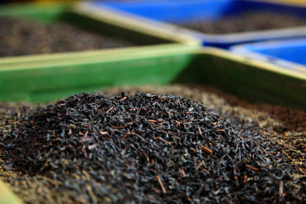 Close up of black tea at a plantation in Sri Lanka stock photo
