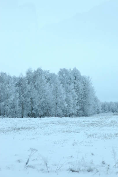 istock Winter scenery full of snow and trees. 1153270803