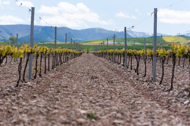 istock Vineyard landscape in La Rioja, Spain. 1153270946