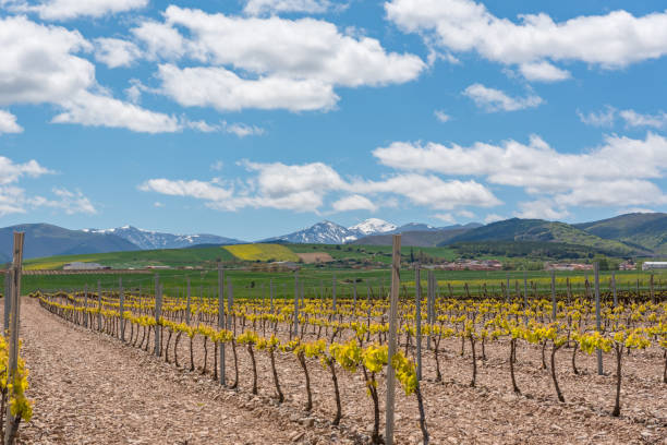 istock Vineyard landscape in La Rioja, Spain. 1153270971