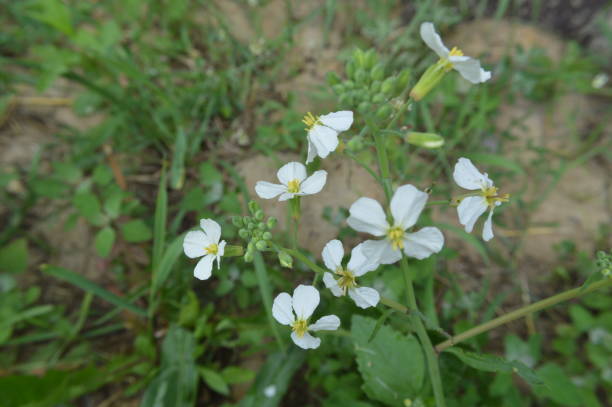 istock Forest flowers close-up of different colors backgrounds 1153272343