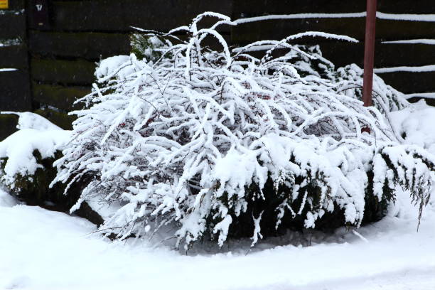 istock Winter scenery full of snow and trees. 1153273222