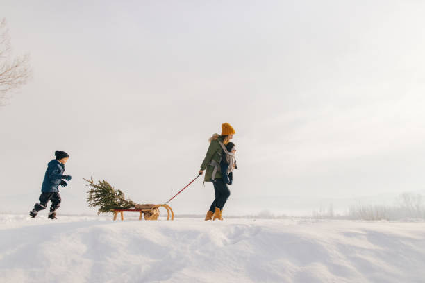 Christmas tree for my family Photo of a single mother and her children, in a winter walk, carrying their Christmas tree home by sleigh animal sleigh photos stock pictures, royalty-free photos & images